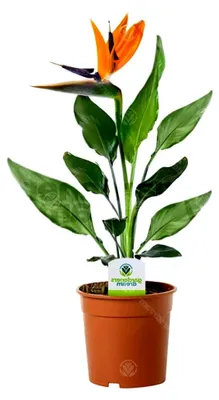 Produktbild von Strelitzia - 1 Pflanze - Innenbereichs-Topfpflanze für Haus und Büro in 12cm Topf