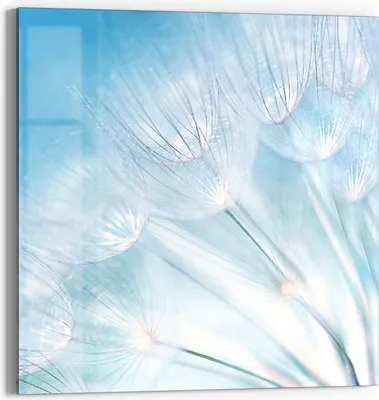 Produktbild von DEQORI Glasbild Echtglas 30x30 cm 'Blühender Löwenzahn' Wandbild Bild modern Deko