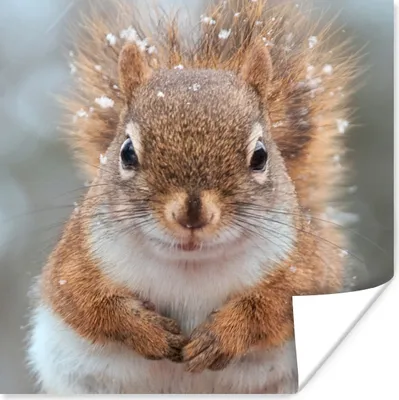 Produktbild von MuchoWow® Poster Eichhörnchen - Nagetier - Schneeflocke - Winter 75x75 cm - Wand Dekoration