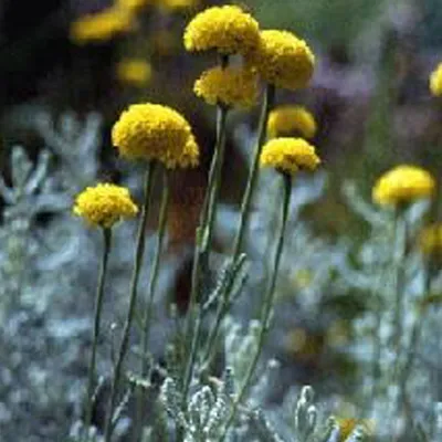 Produktbild von 6 x Heiligenkraut  - Santolina chamaecyparissus 'Lambrook Silver'  | Topf 9cm x 9cm