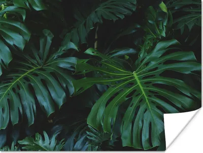 Produktbild von MuchoWow® Poster Monstera - Blätter - Tropisch - Dschungel 120x90 cm - Wandbild