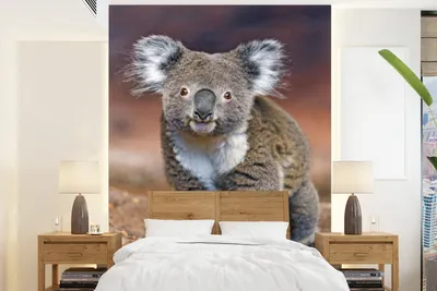 Produktbild von MuchoWow® Fototapete für Wohnzimmer oder Schlafzimmer Wandtapete Vinyl Motivtapete Tiere - Koala - Australien - 195x260 cm - Wandbild