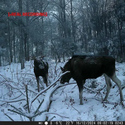 Produktbild von Nedis Wildlife Camera - 4K@10fps - 50 MPixel - 5 MPixel CMOS - IP65 - Black No-Glow IR - Night vision - Viewing angle: 60 ° - Motion sensor - Detection angle: 130 ° - Detection range: 20 m