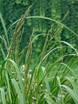 Produktbild von Spartina pectinata 'Aureomarginata', Goldrandgras, ca. 9x9 cm Topf