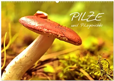 Produktbild von Pilze und Pilzgerichte (Wandkalender 2026 DIN A2 quer), CALVENDO Monatskalender