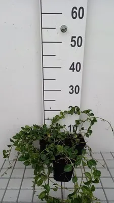 Immagine prodotto di 12 x Vinca minor 'La Grave' ('varietà bowles') - Kleines Immergrün 'La Grave' - Topf 9 cm x 9 cm