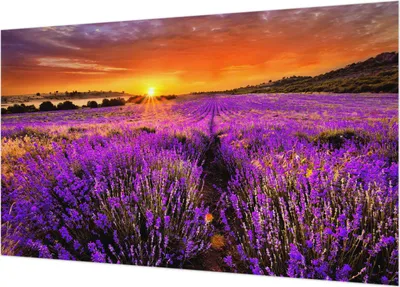 Produktbild von Selbstklebende Fototapete - Wandbilder für Wohnzimmer - 416x254 - Dekorative Wandfolie - Modernes Design für Wanddekoration - Tapeten für Innenräume - Lavendel-Sonnenuntergang