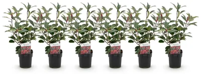Image de Green boutiQ - Plantes de haie - Photinia fraseri Red Robin - vert et rouge - 6 plants - 1 mètre linéaire - à feuillage persistant - pot de 17 cm, hauteur 50 cm