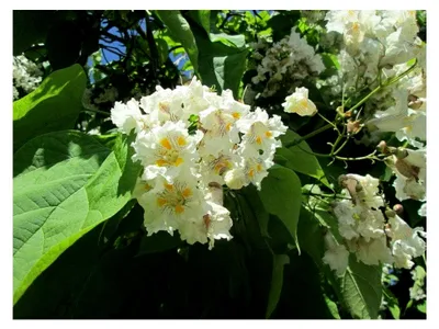 Produktbild von Trompetenbaum Catalpa bignonioides Pflanze 15-20cm