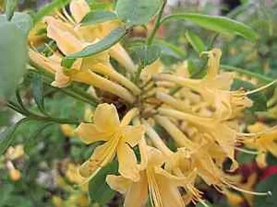 Produktbild von Rhododendron austrinum - Florida Azalee 25-30cm