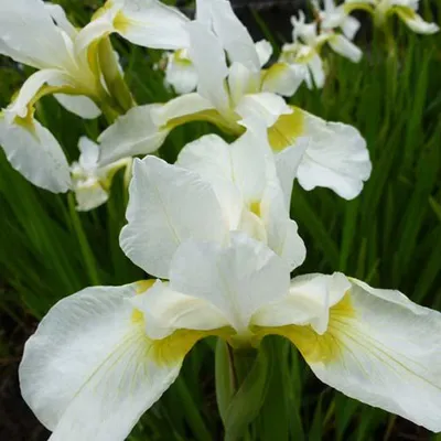 Immagine prodotto di 6 x Iris  - Iris germanica 'White Knight'  | Vaso 9 cm x 9 cm