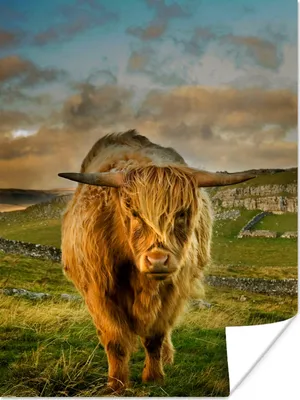 Produktbild von MuchoWow® Poster Schottischer Highlander - Gras - Berg 90x120 cm - Wohnzimmer