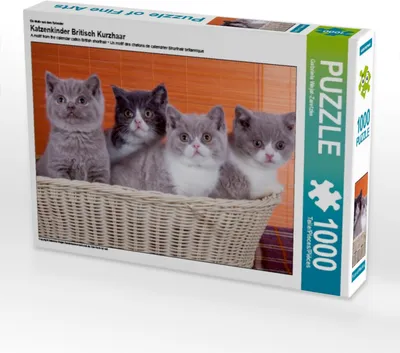 Produktbild von CALVENDO Puzzle Ein Motiv aus dem Kalender Katzenkinder Britisch Kurzhaar | 1000 Teile Lege-Größe 64x48cm Foto-Puzzle für glückliche Stunden