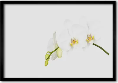 Produktbild von Bild 70x50 MDF-Rahmen Wandkunst Blumen Pflanzen Natur