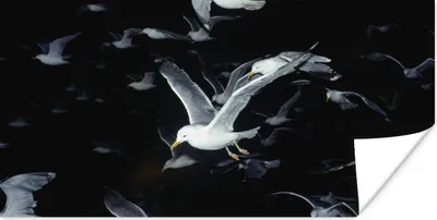 Produktbild von MuchoWow® Poster Vogel - Schwarz - Schwarm 150x75 cm - ohne Rahmen