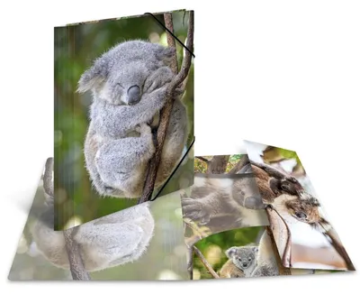 Image de Gummizugmappe A4 PP Glossy Koala