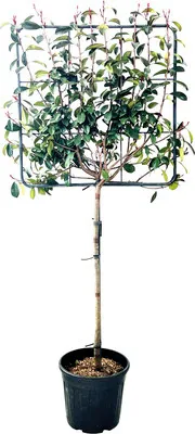 Obrázek produktu pro Blýskalka, blýskavka na kmínku FloraSelf Photinia x fraseri 'Red Robin' výška 180-190 cm špalír 80x80 cm květináč 30 l