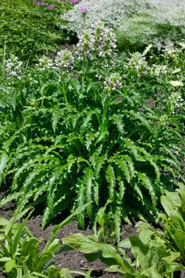 Produktbild von Stachelblume, im Topf - Morina longifolia, immergrün