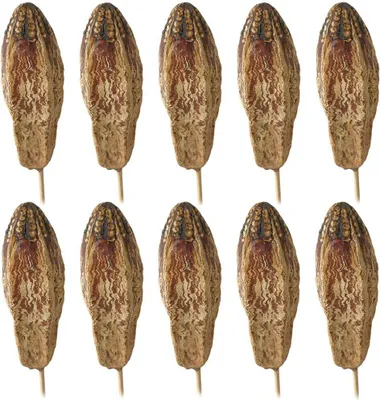 Produktbild von Zerdrachgewächse Mehogni Stiel Naturdeko Dekozweige getrocknet natur 10 er Set