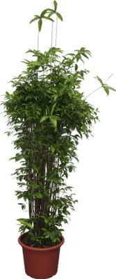 Zdjęcie produktu dla Bambusowe drzewo smocze - Dracaena surculosa - 260 cm - ø55 cm