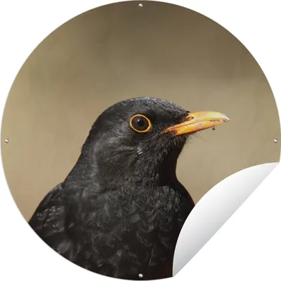 Produktbild von MuchoWow® Gartenposter Outdoor-Poster Rund Nahaufnahme einer Amsel Ø 90 cm Gartendeko Rundes Poster draußen