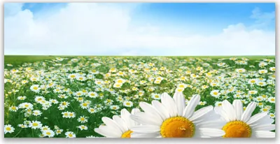 Produktbild von Glasbilder 120x60 Wandbild Druck auf Glas Wiese Gänseblümchen Pflanzen