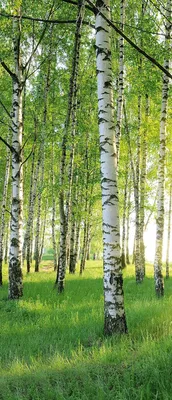 Obrázek produktu pro Fototapeta na dveře BIRCH GROVE 86x200