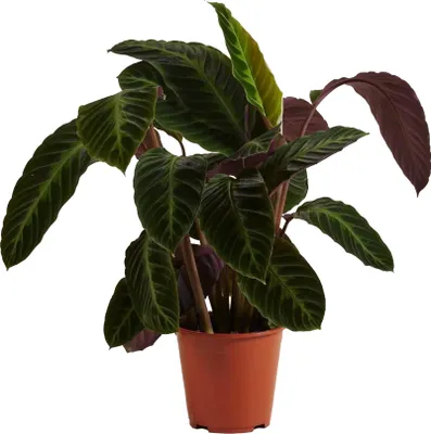 Zdjęcie produktu dla Bloomique - Calathea Warscewiczii - Roślina pawia - Rośliny doniczkowe - Oczyszczające powietrze - Przyjazne dla zwierząt - Wysokość 50-70 cm - Doniczka 19 cm