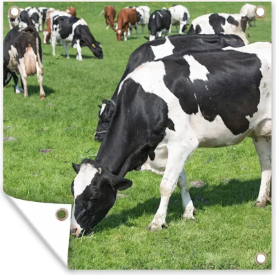 Produktbild von MuchoWow® 50x50 cm Outdoor-Poster Gartendeko Sichtschutz Garten Poster für den Garten  Kuh - Tiere - Gras - Sonne