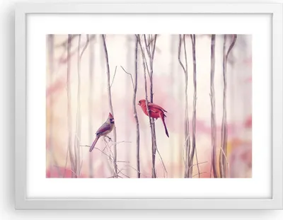 Produktbild von Gerahmtes Poster - Weißer Rahmen - Vögel Kardinal Scharlachrot - 40x30 cm - Wand Bild - Wanddeko - Wandbilder - Wandposter - Bilderrahmen - Bilder - Kunstdruck - Wandbild - P2WAA40x30-4256