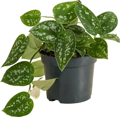 Image de Bloomique - Scindapsus Pictus - Silvervine - Plante retombante - Convient également comme plante grimpante - Plante d'intérieur - Purificateur d'air - Facile d'entretien - Hauteur 15-20 cm - Pot 12 cm