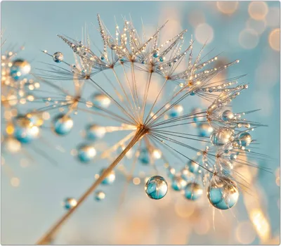 Produktbild von Spritzschutz Herdabdeckplatte Schneidebrett aus Glas Pusteblume Wassertropfen 1-Teilig (60x52cm)