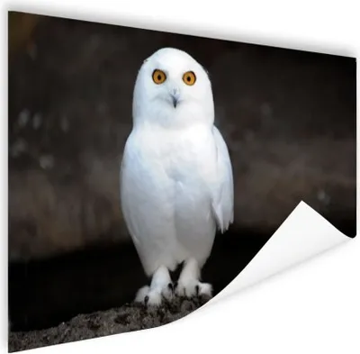 Produktbild von MuchoWow® Poster Schneeeule 180x120 cm - Fotoplakat