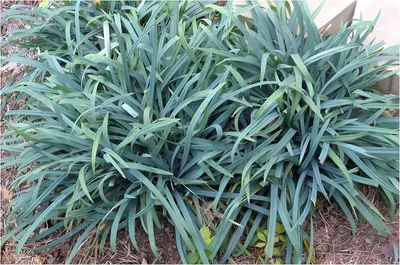 Produktbild von Stauden Gänge 5 x Carex laxiculmis 'Bunny Blue' im 1 Liter Topf - Blaue Japan Segge - Zarte Struktur in bezauberndem Blau