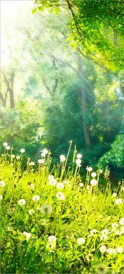 Produktbild von Türtapete Türposter Pusteblumen im Wald mit einfallenden Sonnenstrahlen - Größe: 93 x 205 cm