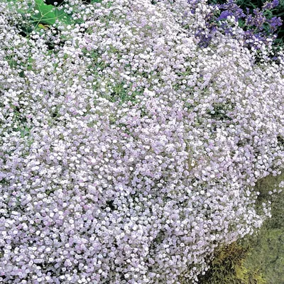 Produktbild von Schleierkraut Gypsophila Rispige Gipskraut weiß 1 St.