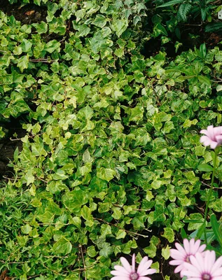 Produktbild von Hedera helix 'Kolibri', Efeu, grün-weiß, 60–100 cm