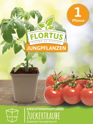 Produktbild von Kirschtomatenpflanze Zuckertraube | Tomatenpflanzen von FLORTUS, Menge:1 Pflanze