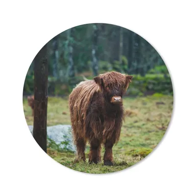 Produktbild von MuchoWow® Mauspad Mousepad Schottischer Hochländer - Wald - Moos 20x20 cm - Mousepads - Maus Mat - Pad - Mausunterlage - Schreibtischmatte
