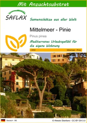 Produktbild von SAFLAX - Mittelmeer - Pinie - Pinus pinea - 6 Samen - Mit keimfreiem Anzuchtsubstrat