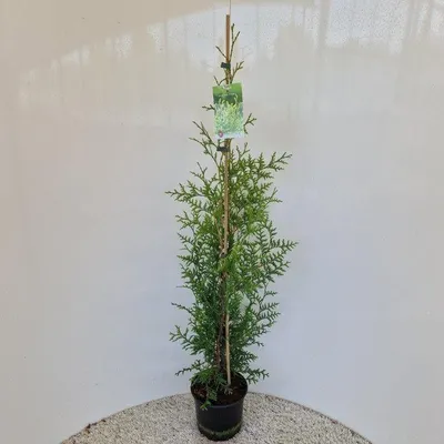 Image de Thuja occ. « Brabant » - Arbre de vie occidental | 90-100 cm en pot