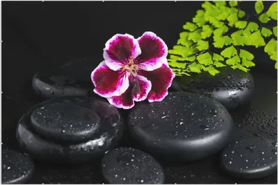 Produktbild von Wallario Wandbild Geranienblüte auf schwarzen Steinen, benetzt mit Wassertropfen, Größe: 61 x 91,5 cm, Poster mit rahmenlosen Bildhalter