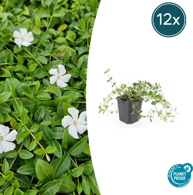 Zdjęcie produktu dla Rośliny okrywowe – barwinka drobnolistna – Vinca minor 'Gertrude Jekyll' – doniczka 9 cm – zestaw 12 sztuk