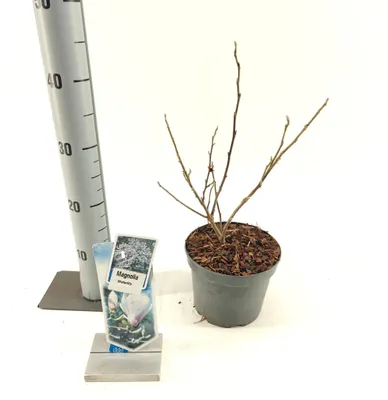 Immagine prodotto di Magnolia 'Waterlily' - Magnolia tulipifera | 30-40 cm in vaso