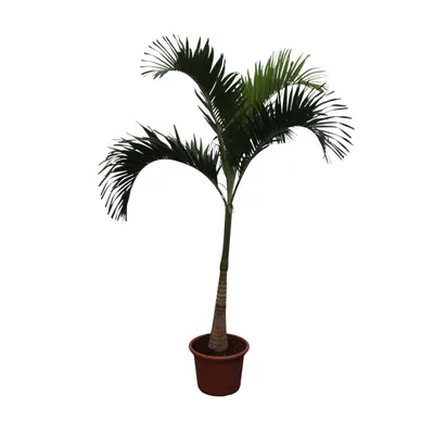 Zdjęcie produktu dla Palma bożonarodzeniowa - Veitchia Merrillii - 250cm - ø50cm