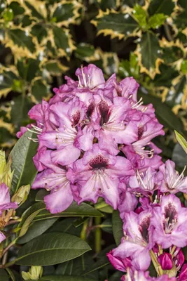 Produktbild von Rhododendron Hybr. 'Kokardia', Rhododendron, rot, 30–40 cm