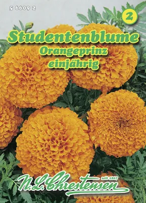 Artikelbild 1 von 'Studentenblume Orangeprinz' aus der Kategorie Studentenblumensamen