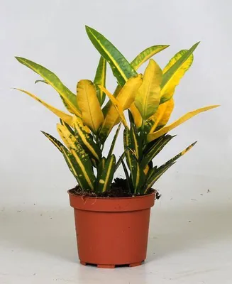 Image de Croton Sunny Star, plante d'intérieur, Ø12cm, 30cm de haut, décoration colorée