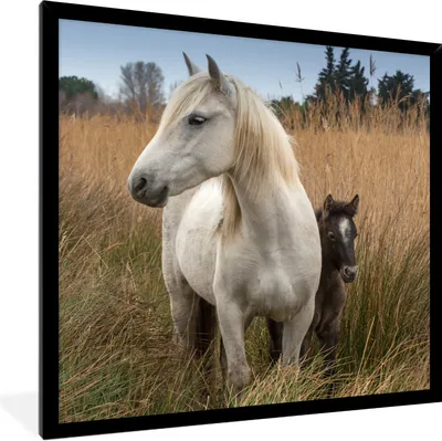 Produktbild von MuchoWow® Gerahmtes Poster Pferde - Fohlen - Weiß 40x40 cm - Poster mit Schwarzem Bilderrahmen Wandposter Rahmen Foto Bilder - Mit Rahmen - Wanddekoration Schlafzimmer