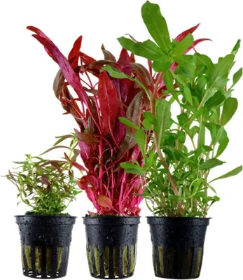 Produktbild von 'Buntes' Set mit 3 Topf Pflanzen Aquariumpflanzen Set 143 Wasserpflanzen AquaOne